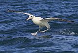Antipodean Albatrossborder=